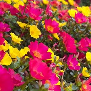 Meet your Posher, Ava